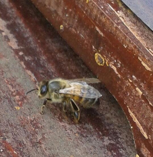 AshbridgeHortic's tweet photo. Beautiful #honeybees  @britishbee @BeeCraftMag  @Buzz_dont_tweet http://t.co/Fc3dhHSgWv