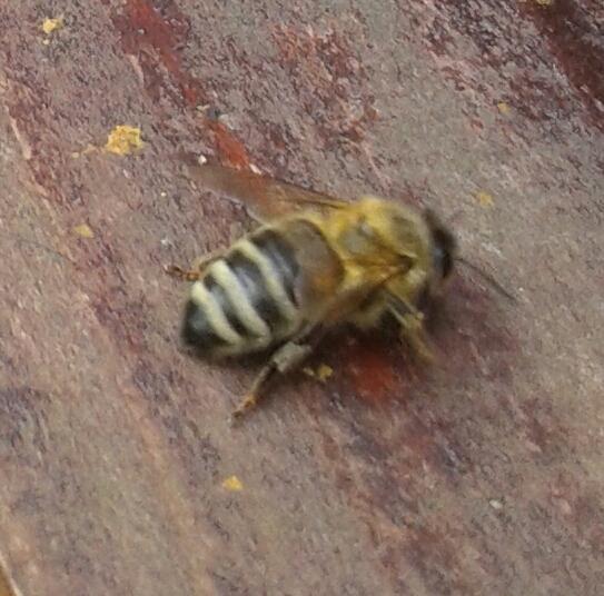 AshbridgeHortic's tweet photo. Beautiful #honeybees  @britishbee @BeeCraftMag  @Buzz_dont_tweet http://t.co/Fc3dhHSgWv