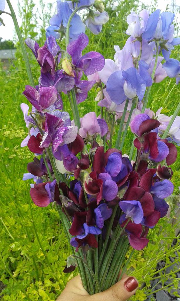 AshbridgeHortic's tweet photo. First crop of school garden #sweetpeas @RHSSchools @daviddomoney http://t.co/JnZGXXFGf5
