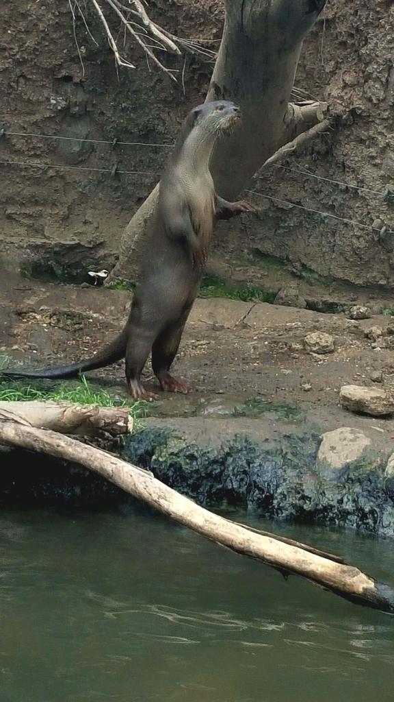 wench09's tweet photo. The smooth coated otters @RareSpeciesCC thank you again for an enjoyable day http://t.co/ELlS46fSSR