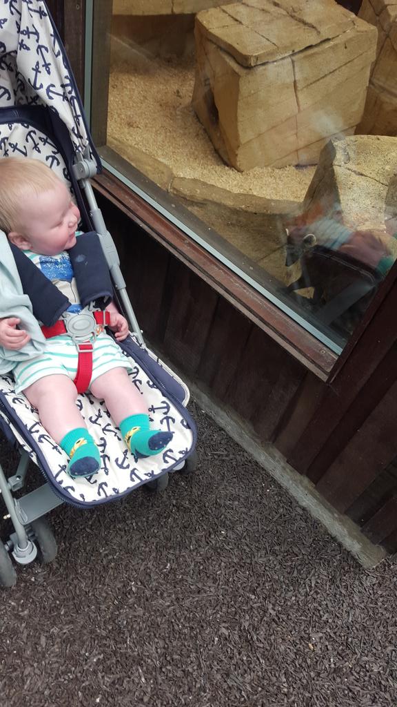 wench09's tweet photo. My 7 month grandson enjoying our day @RareSpeciesCC http://t.co/H6witkM7Es