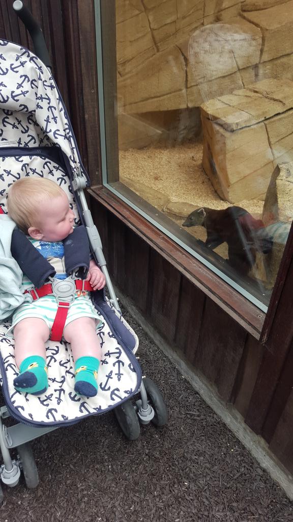 wench09's tweet photo. My 7 month grandson enjoying our day @RareSpeciesCC http://t.co/H6witkM7Es