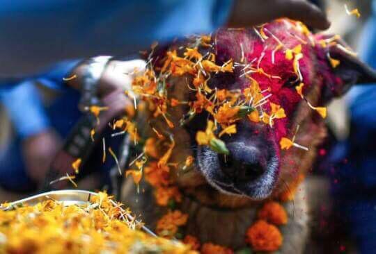 Jaap_Bertens's tweet photo. Nepal is having a festival where dogs are honoured for their special friendship with humans.

China, watch and learn! http://t.co/nMECj3j4DV