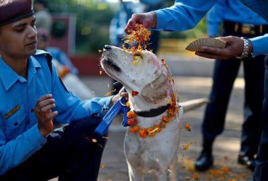 Jaap_Bertens's tweet photo. Nepal is having a festival where dogs are honoured for their special friendship with humans.

China, watch and learn! http://t.co/nMECj3j4DV