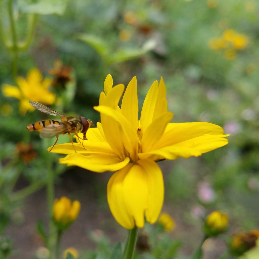 naattilaa's tweet photo. #flower #nature http://t.co/HY0Hb3MECu
