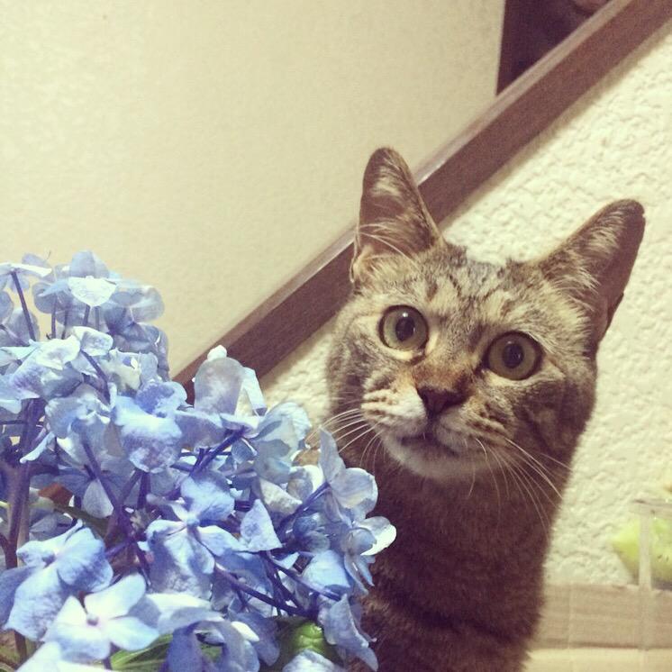 愛猫ミーコの死因について 猫に危険な植物 食物 Twitter