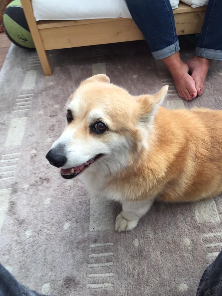 JackSharp98's tweet image. This is Merlin.... @SimonHoneydew