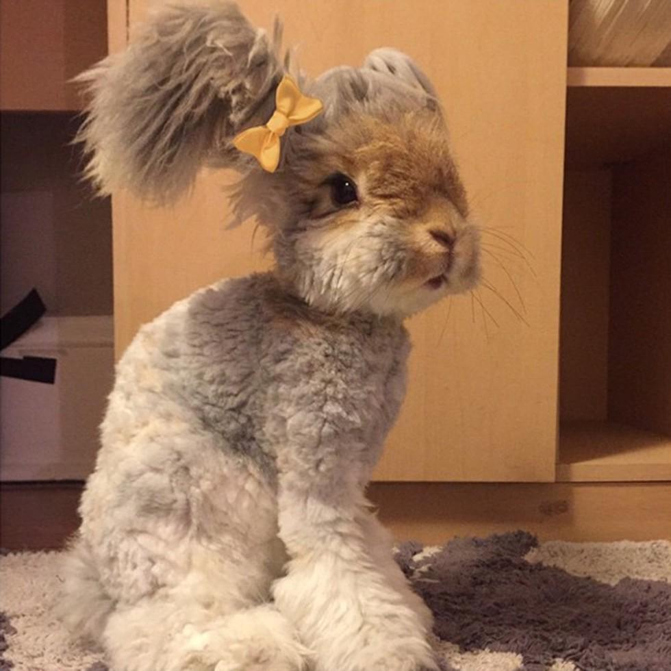 CountryLiving's tweet photo. Behold Wally, the Cutest Bunny of All Time http://t.co/FmsjywScE4 http://t.co/yXc1oD8Hwy