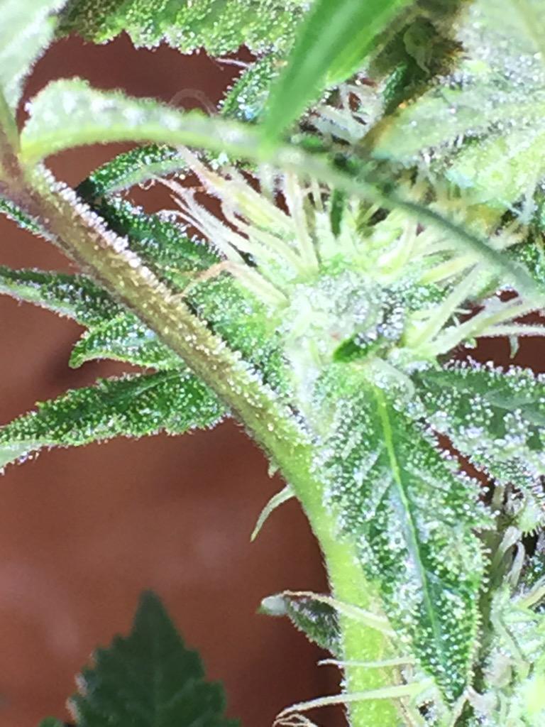 GreenThumbGirls's tweet photo. 💚💕 #Trichs on stems #StarStomperOG #PlantPorn #WeedPorn #GirlsThatGrow #WomenGrow #420GrowersGuild #DaGuild http://t.co/uRpxXmoXQ3