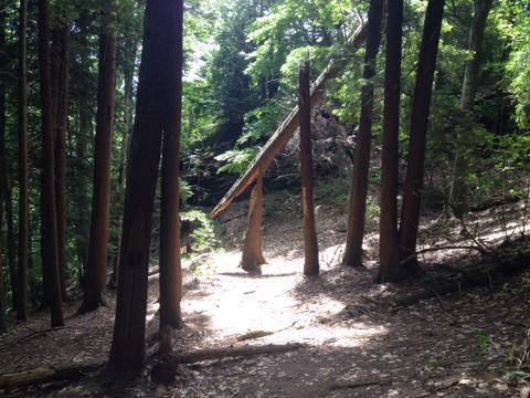 GreggWGME's tweet photo. Nice natural spotlight on a large snapped tree @ Bradbury Mtn in #Maine. #Go4aHike @MaineRangers http://t.co/pkeMSGK4nW