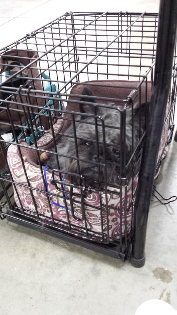 CarolynHBC's tweet photo. Wheeler is waiting for his turn. #FirstDogShow #Fun http://t.co/hlfJ2zg7Y5