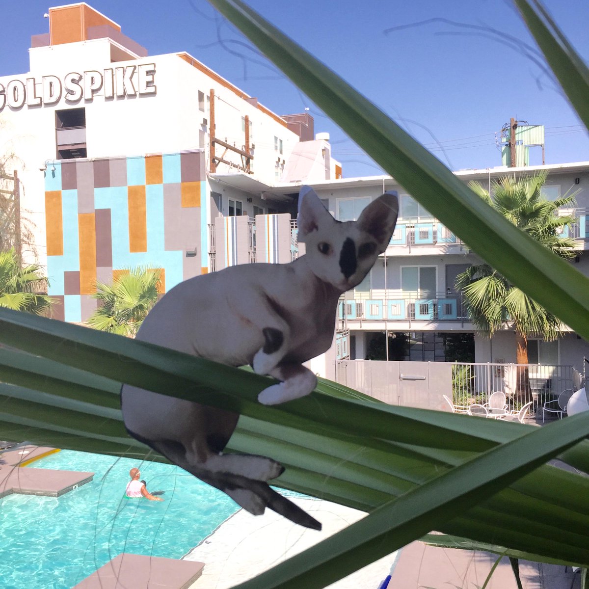 TravelingTally's tweet photo. #poolparty http://t.co/aLtgefuOrI