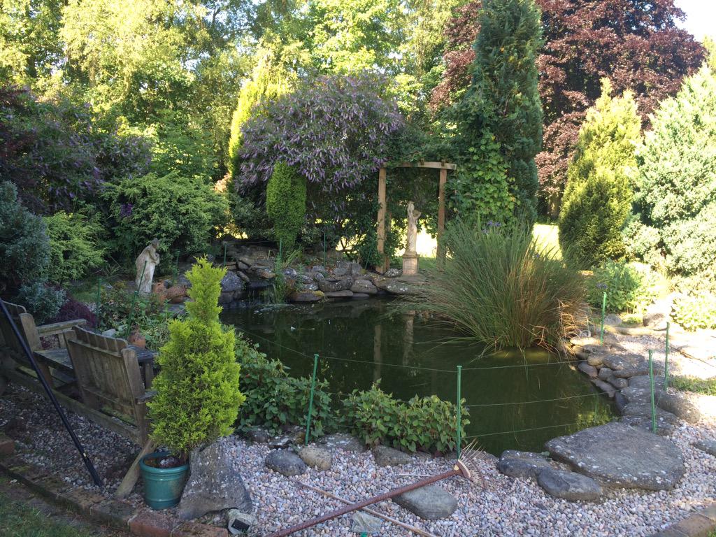 The_Fish_Doctor's tweet image. Another English Country Pond #fish#ponds #koi