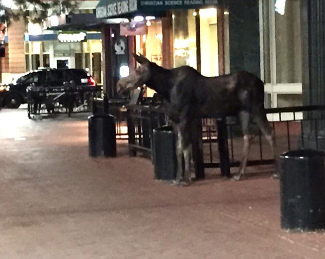 magnetizepro's tweet photo. #latenightstroll #bouldermoose #mooselikesboulderbusinesses http://t.co/GLQzArePD2