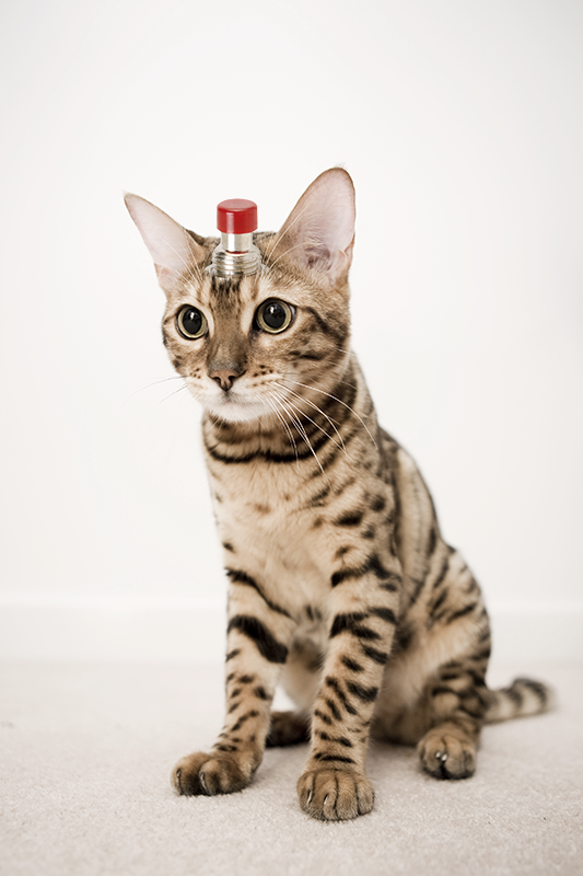 UX_Doctor's tweet photo. Installed a cat button on George. Not sure whether I should press it? @ElizAyer @bosconference #bos2015 #catbutton http://t.co/bZtXZ5ADlK