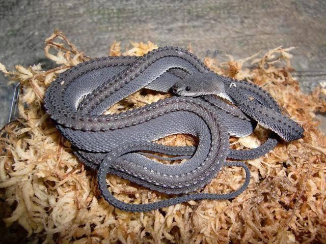 symbolizeidea's tweet photo. Xenodermus javanicus(Dragon Snake) เกล็ดหลังตั้งคล้ายมังกร ไม่มีพิษ เป็นงูหายาก มีถิ่นกำเนิดที่ทางใต้ของไทย เท่T///T http://t.co/HtrFpYOnhg