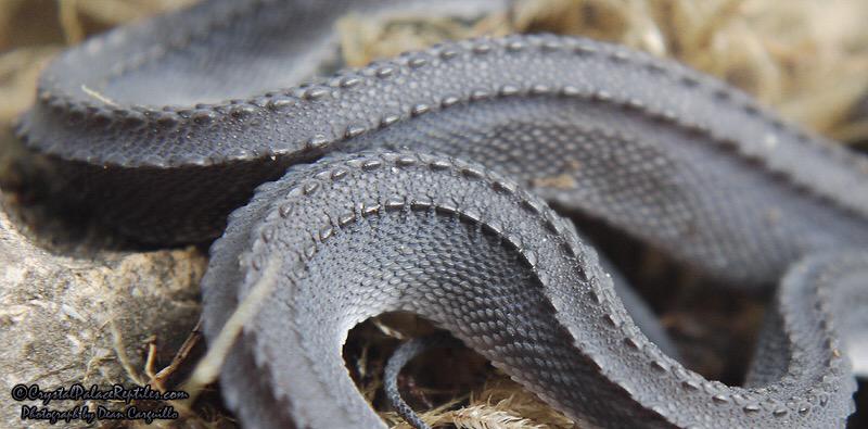 symbolizeidea's tweet photo. Xenodermus javanicus(Dragon Snake) เกล็ดหลังตั้งคล้ายมังกร ไม่มีพิษ เป็นงูหายาก มีถิ่นกำเนิดที่ทางใต้ของไทย เท่T///T http://t.co/HtrFpYOnhg