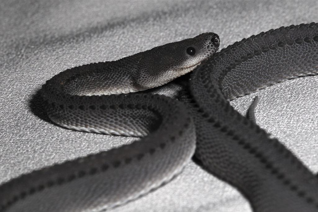 symbolizeidea's tweet photo. Xenodermus javanicus(Dragon Snake) เกล็ดหลังตั้งคล้ายมังกร ไม่มีพิษ เป็นงูหายาก มีถิ่นกำเนิดที่ทางใต้ของไทย เท่T///T http://t.co/HtrFpYOnhg