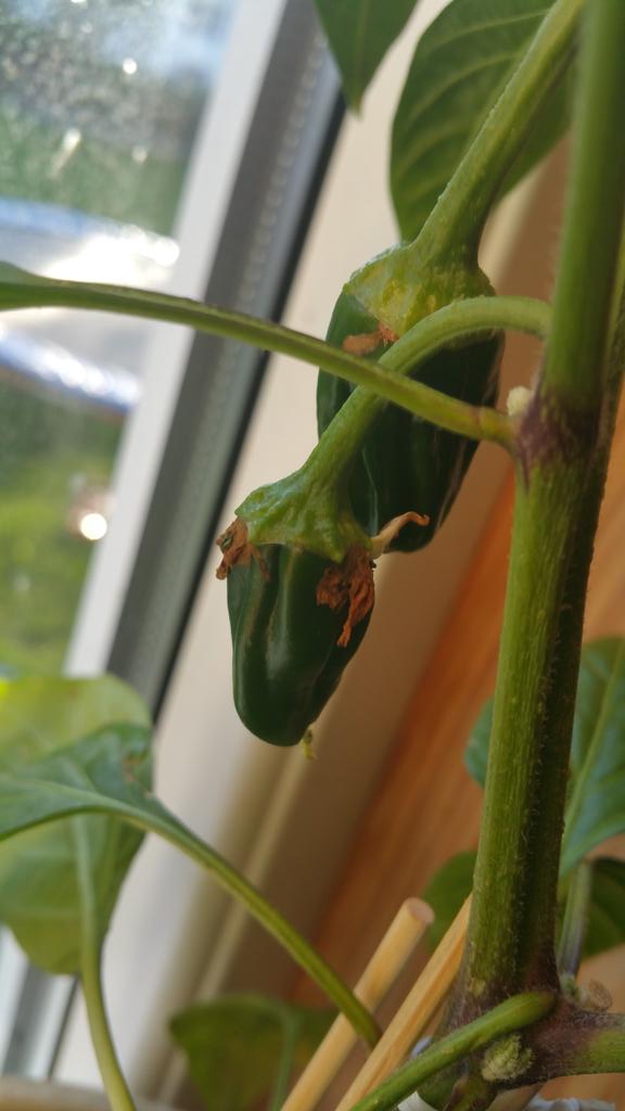 Chefck97's tweet image. 