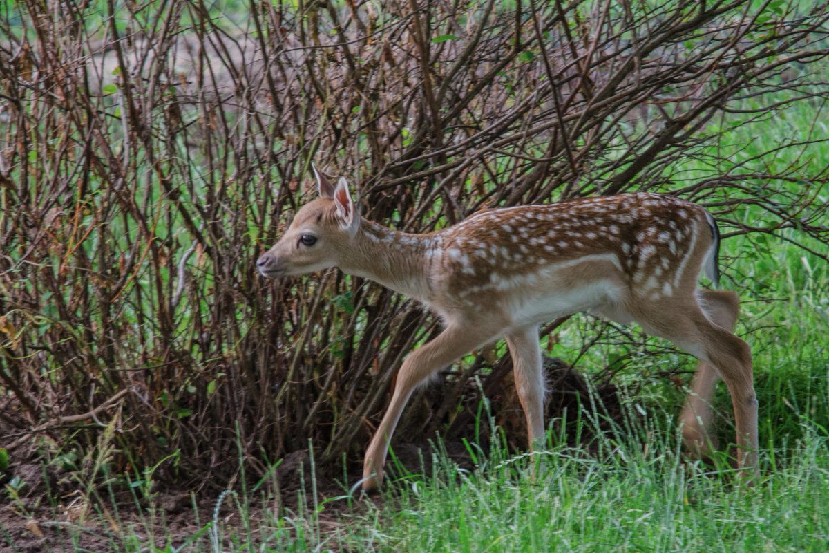 Het gaat goed met de tijdelijke kinderboerderij Nieuwkoop!
De deze week geboren hertenkalfjes ontdekken hun omgeving