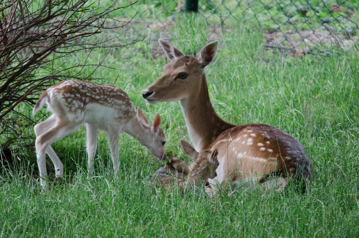 Nu al op kraamvisite