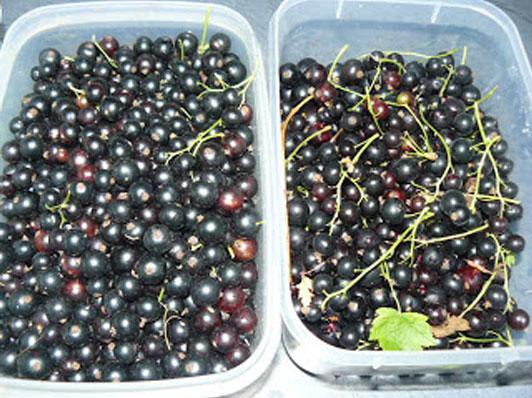 selfsuffguide's tweet image. How to Make Blackcurrant Juice completeguidetoselfsufficiency.com/how-to-make-bl…