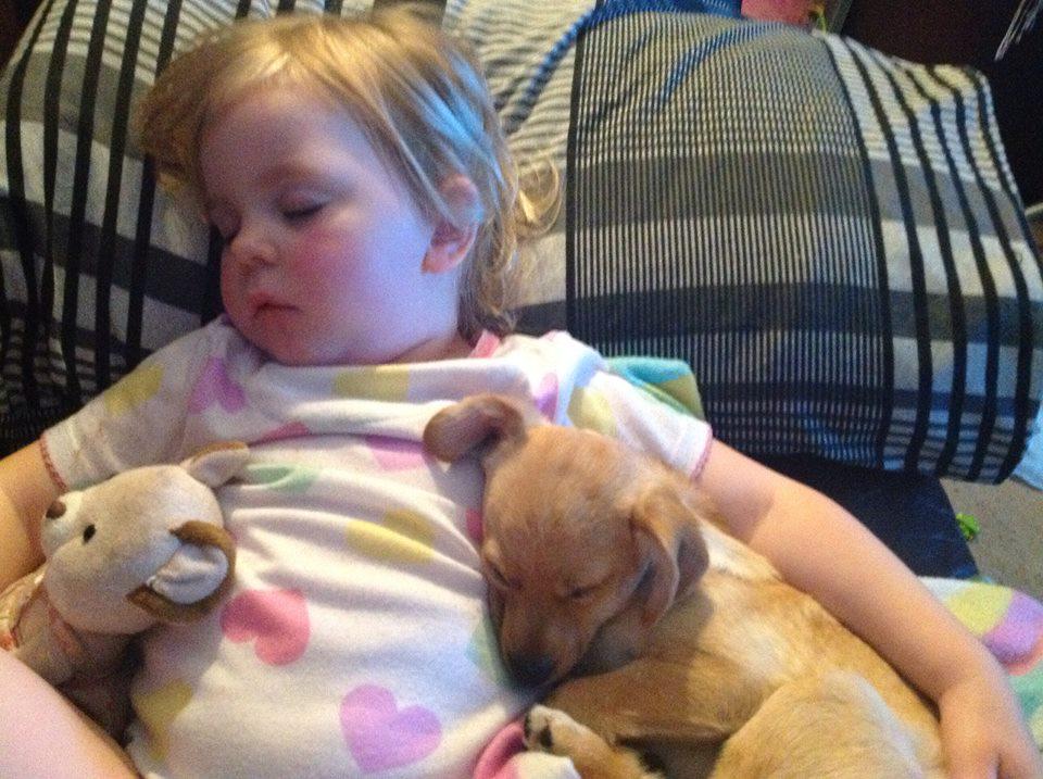 thelittlerescue's tweet photo. @RSPCA_Official My daughter & Romanian rescue Bubbles forming their close bond on the night she arrived.#petparentkit http://t.co/5YJPRdpRDb