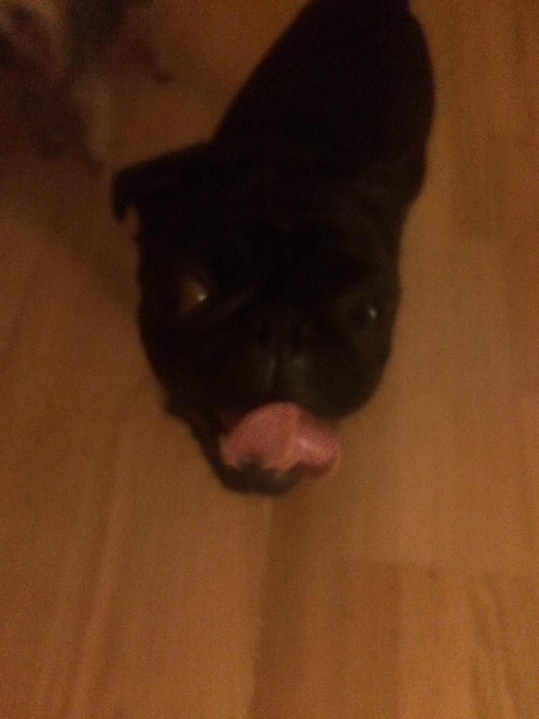 LeoTheDerpyPug's tweet photo. lel i wuz in deh car an it got rely hot. #swetin http://t.co/yDcvu35YSS