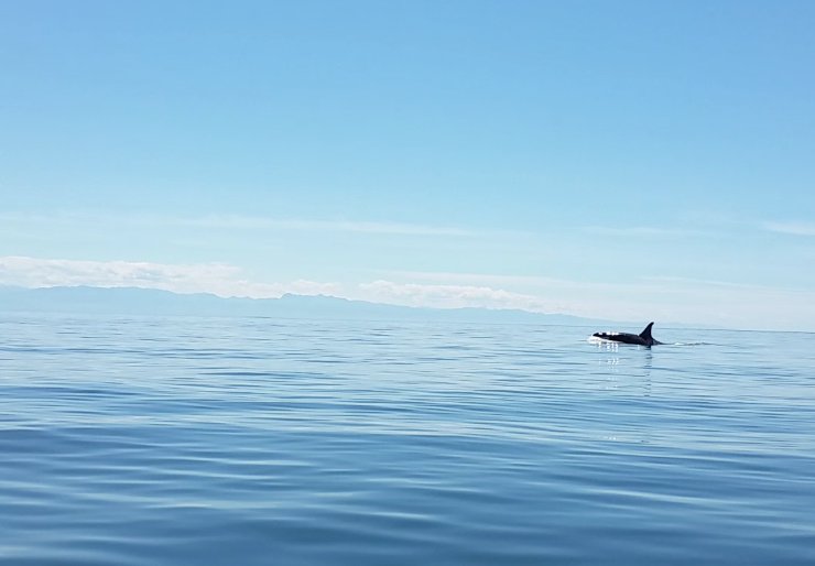 AnacortesKayak's tweet photo. Check out our latest blog post on our recent whale sightings! http://t.co/NprTsGCg7m #orcas #humpbacks #kayaking http://t.co/W9OM3i6o9p