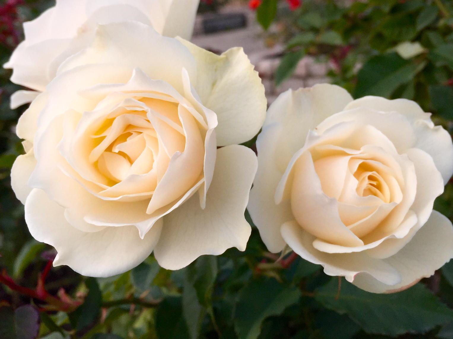 Iwa1122rose 薔薇は エーデルワイス なでしこ速報 日本 豪州に1 0の快勝でベスト4進出 Http T Co Ax7jia99sn Iwa1122rose 薔薇は エーデルワイス なでしこ速報 日本 豪州に1 0の快勝でベスト4進出 Http T Co Ax7jia99sn