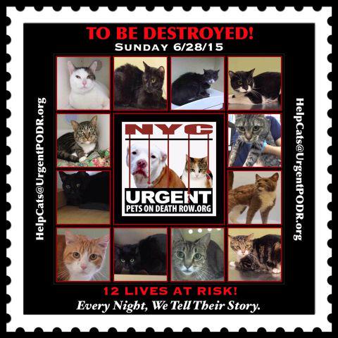 NYC's DEATH ROW CATS tweet media