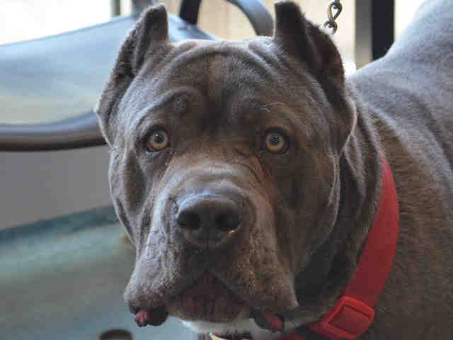 Urgent Death Row Dog tweet media