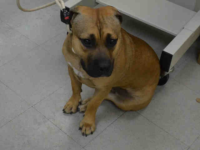 Urgent Death Row Dog tweet media