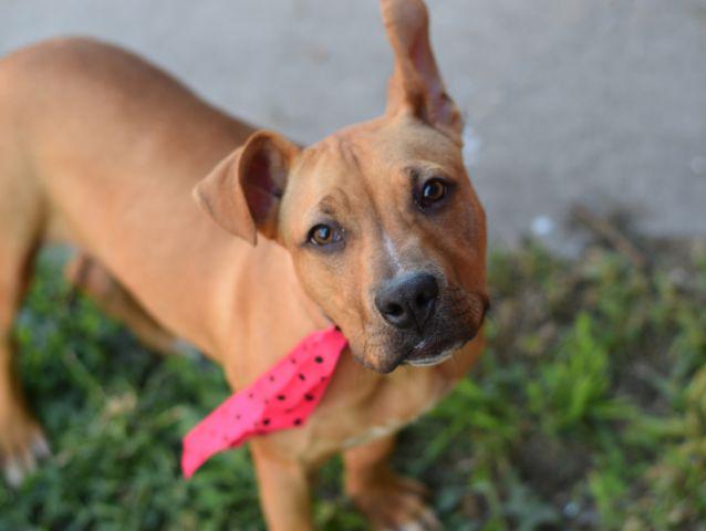 Urgent Death Row Dog tweet media