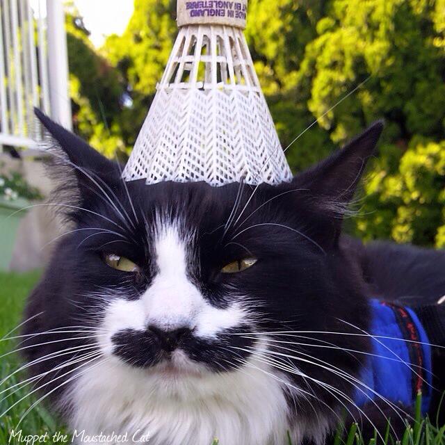 iamalive41's tweet photo. #caturday #muppetthemoustachedcat http://t.co/2bYPXSNJG5