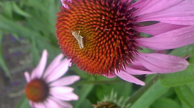 The tiniest of grasshoppers!