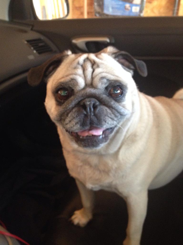 PapithePug's tweet image. Hello. Mom sucks at posting