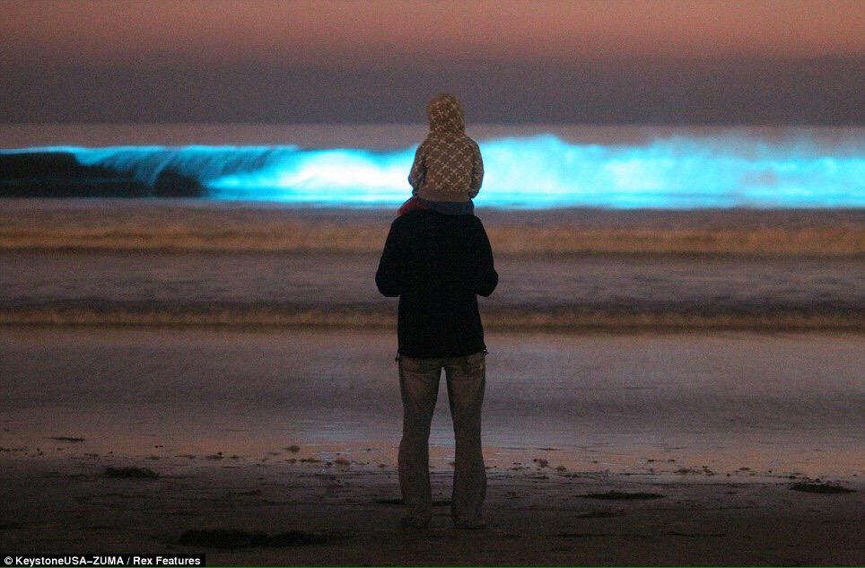 fyeahCalifornia's tweet photo. Bioluminescent waves in San Diego 😍 http://t.co/gJHBDFXwv2