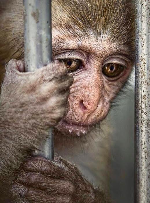 rickygervais's tweet image. Animals don&apos;t have a voice. Let&apos;s shout for them.