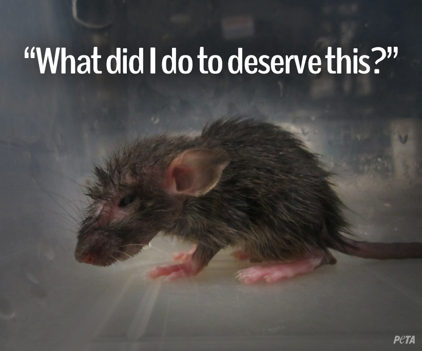 peta's tweet photo. Big or small, animals everywhere need YOUR help. NEVER buy animals from pet stores. #AdoptDontBuy #Compassion4All http://t.co/P7zUJYuzUF