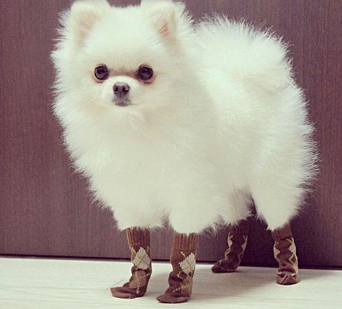 puppypixfiesta's tweet photo. http://t.co/0XkEWZYYxh