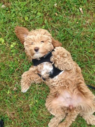 HearingDogs's tweet image. This little cutie has joined us for our final Great British Dog Walk today in Buckinghamshire!