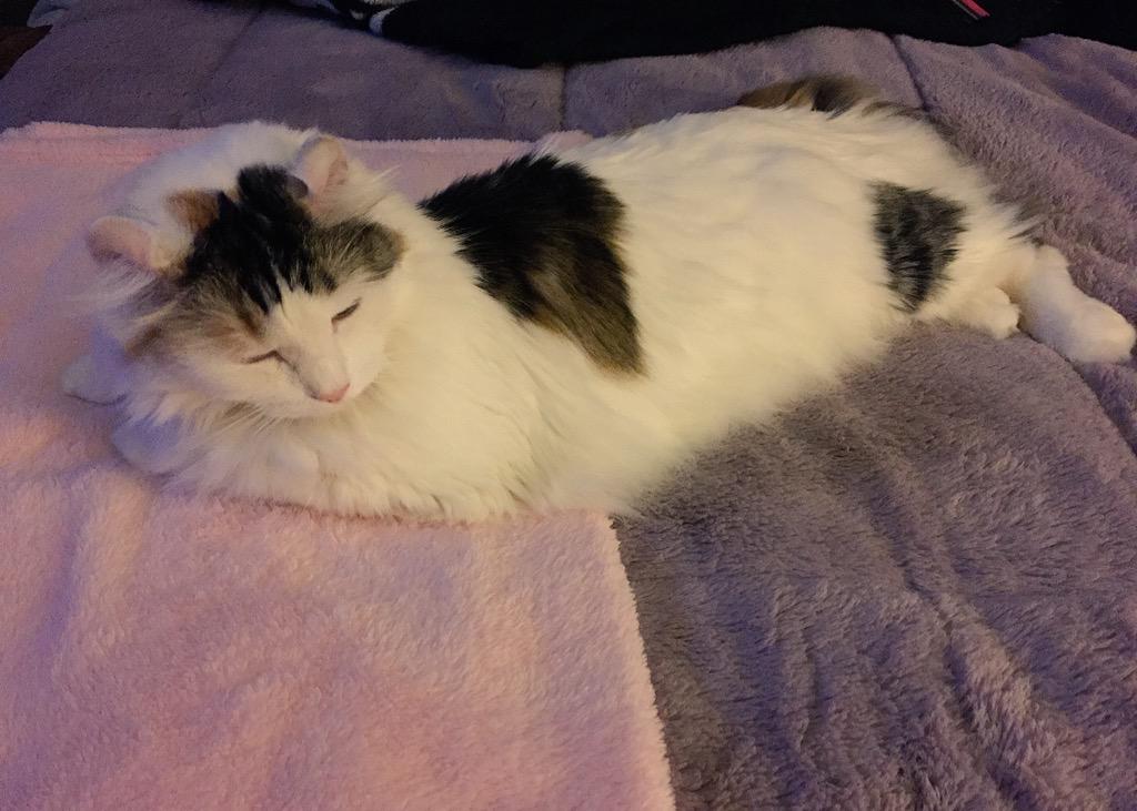 Curly_Eared_Cat's tweet photo. Good night💤💤💤💤Happy #SundayFunday 💕😽 #CatsOfTwitter #AmericanCurl #fluffyginger #cats http://t.co/8omFSdDxXr
