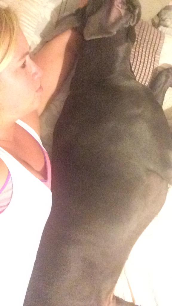 channing_hine's tweet image. Are you comfortable? #GreatDaneProblems