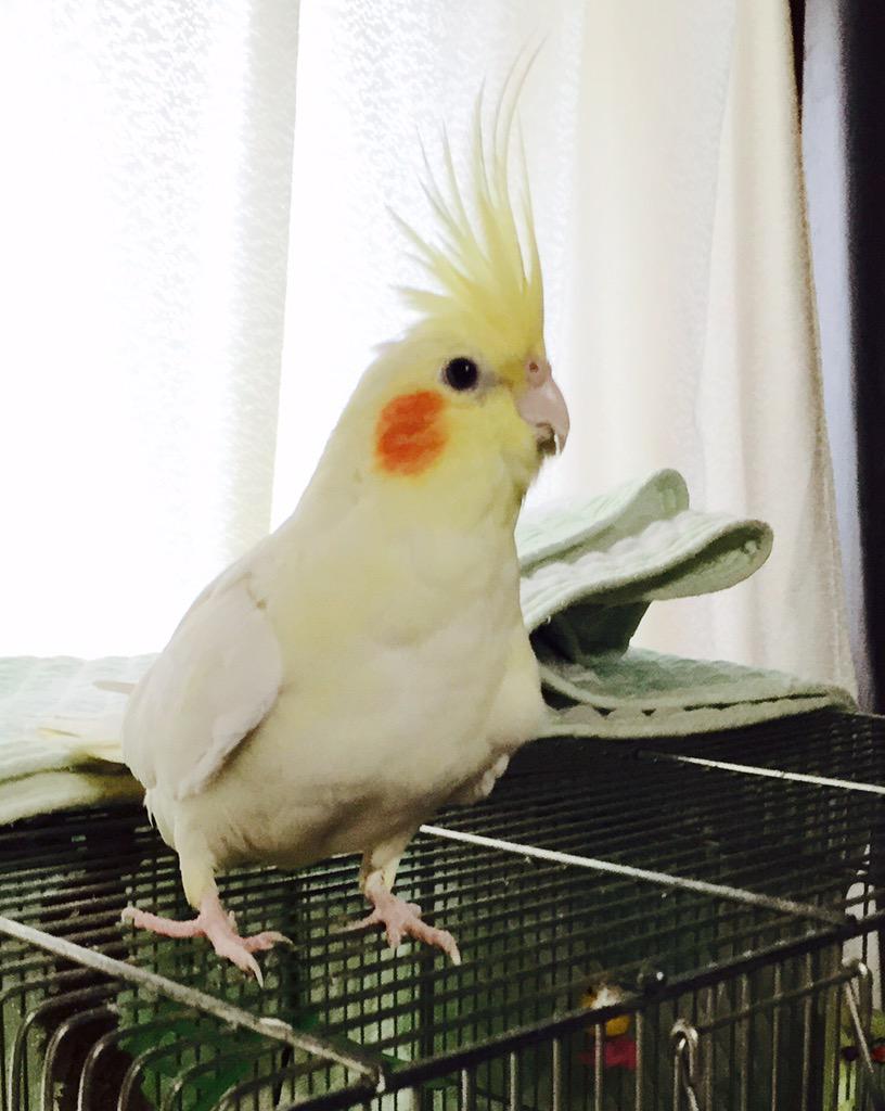 TcVQuE1brSWO8h8's tweet photo. オカメインコを探しています
2015/6/11に千葉県四街道市で飛び出して���まいました。皆さん、宜しくお願いします。 http://t.co/QnjX7V0sKl