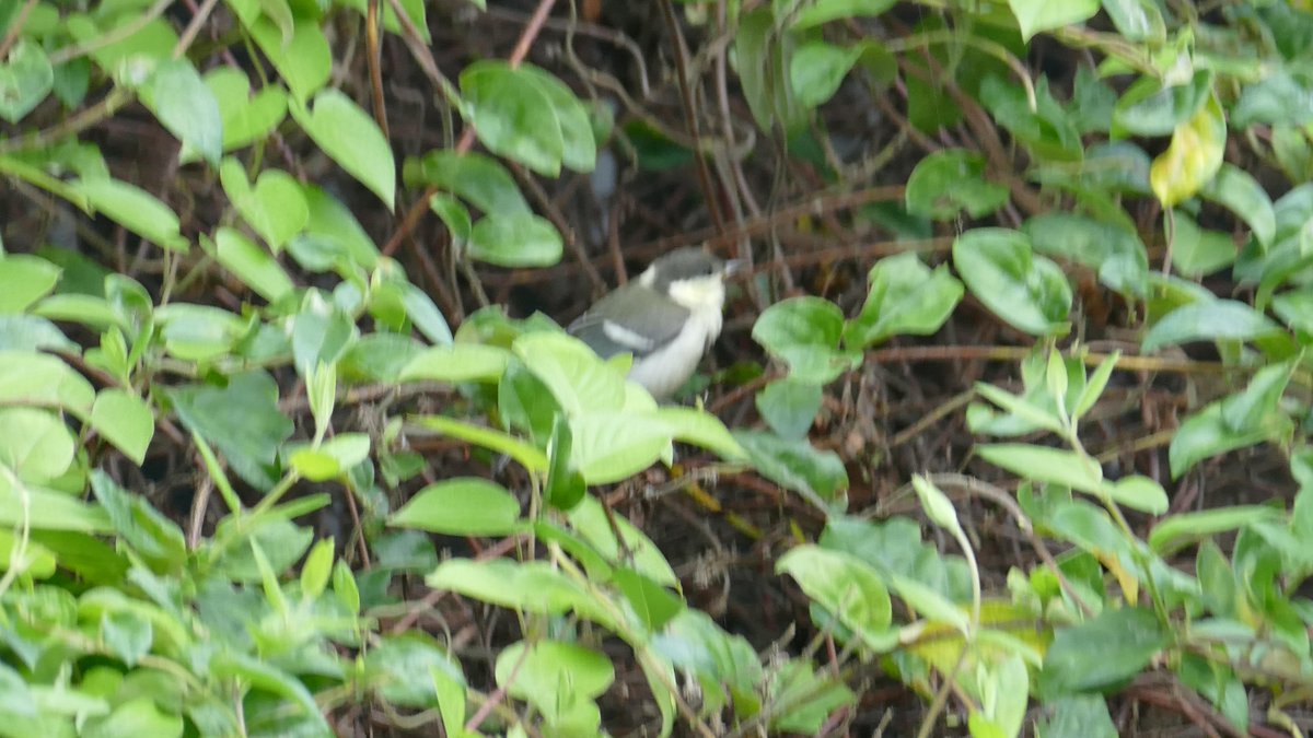 この鳥の名前を教えてください