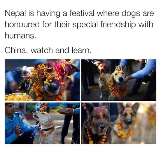 honfinity's tweet image. #ilovedogs