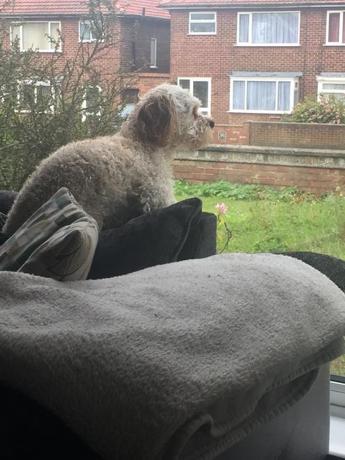 Chrisk5771's tweet photo. #waiting #bathed #housecleaned his mum and sister 👶 been away too long for his liking @townend1983 http://t.co/cbcC7l1cTH