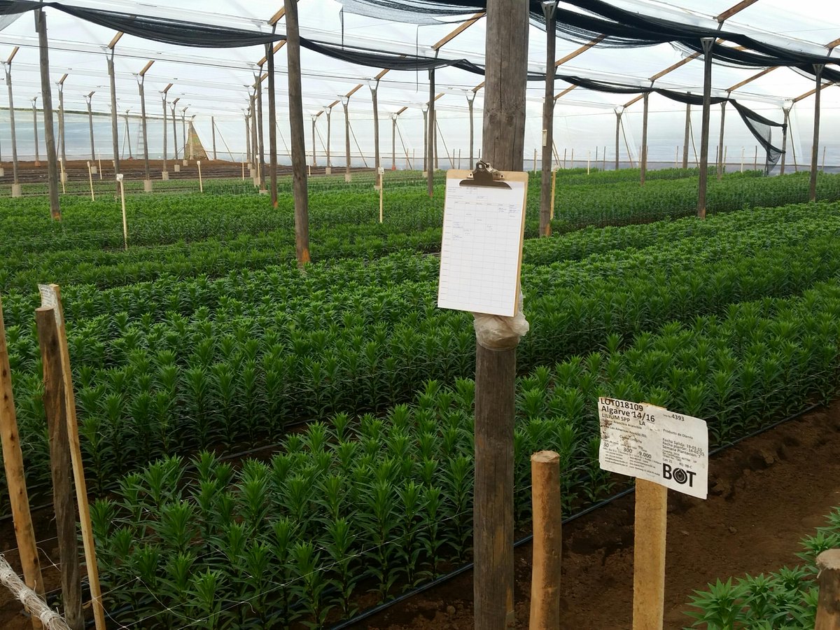 We delivered high quality lilies in Chili.