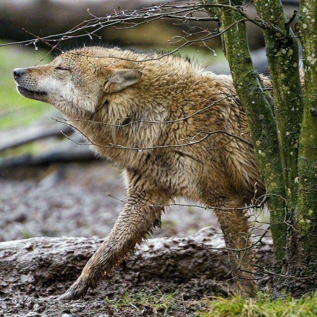 nkDarkDrgmailc1's tweet photo. #protectwolves #savewolves #keepwolveslisted #Protectendangeredspecies #standforwolves
#Standforwolvestogether http://t.co/iKKcwQtZ3j